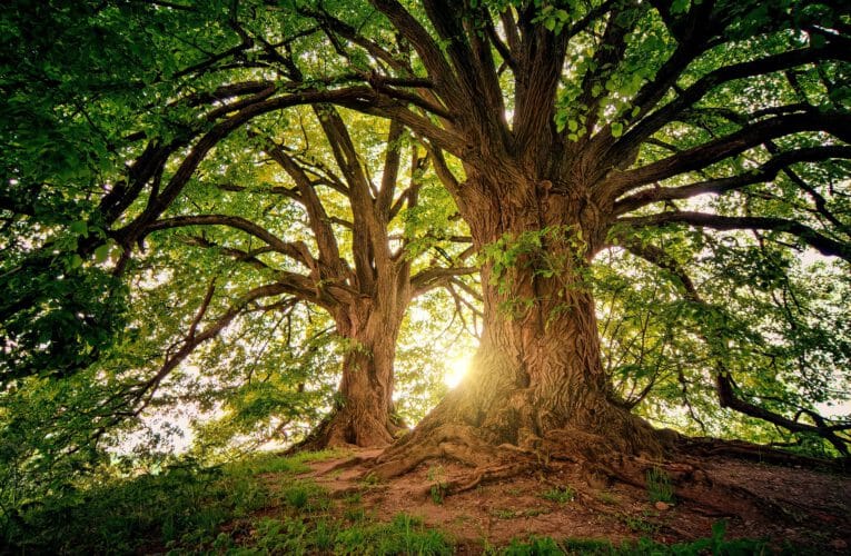 Przycinanie drzew Wrocław  – zasady oraz przepisy