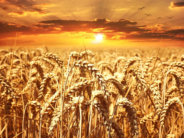 wheat-640960_640