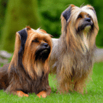 Pies w podróży: Przygoda z fryzjerem w Rebrtowie