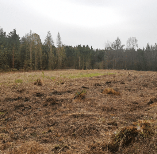 Ładny trawnik w Podkowie Leśnej – jak założyć go samodzielnie?