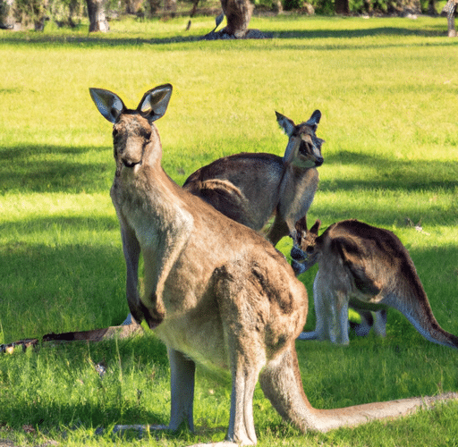 Kangury – mistrzowie skoków i symbole Australii